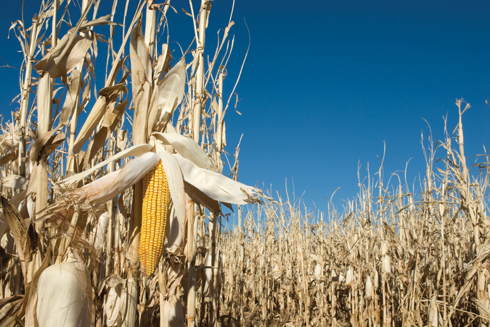 USDA predicts record high corn yields, grain production for 2025 – Ethanol Producer Magazine