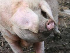Pigs can regulate sulfur retention when DDGS is included in diet ...
